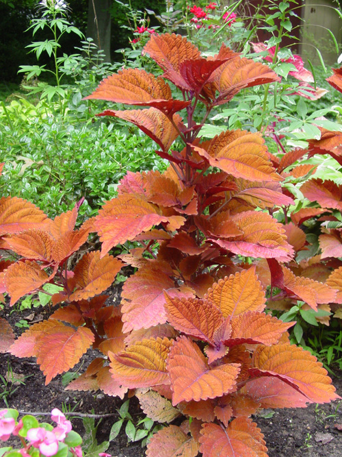 Coleus 